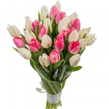 Букет из 25 белых и розовых тюльпанов