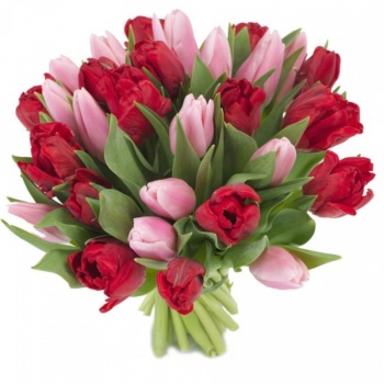 Букет из 35 красных и розовых тюльпанов