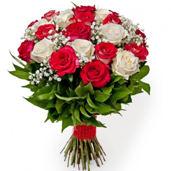 Букет из 25 красных и белых роз с гипсофилой