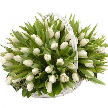 Белые тюльпаны в корзине 101 шт
