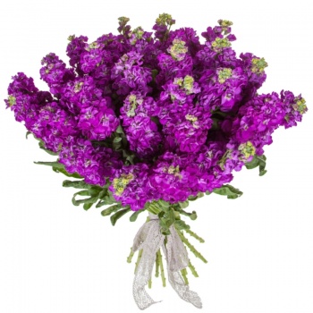 Букет из 31 фиолетовой маттиолы