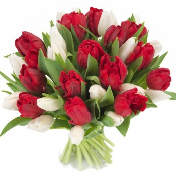 Букет из 35 красных и белых тюльпанов
