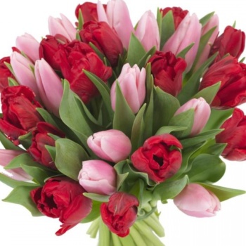 Букет из 35 красных и розовых тюльпанов