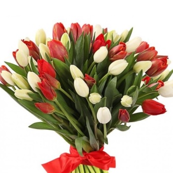 Букет из 51 красного и белого тюльпана