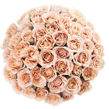 Букет из 55 кремовых роз