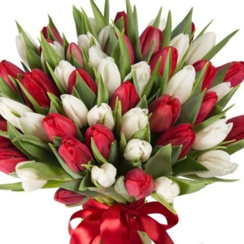 Букет из 45 красных и белых тюльпанов