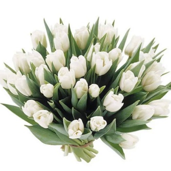 Букет из 29 белых тюльпанов