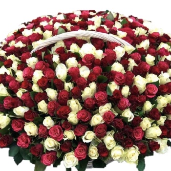 Корзина MIX из 501 красной и белой розы