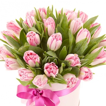 Букет из 25 розовых тюльпанов в коробке